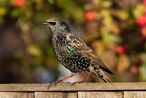 Bird watching in London