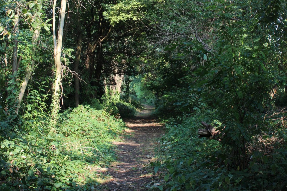 Image of path full of trees and greenery