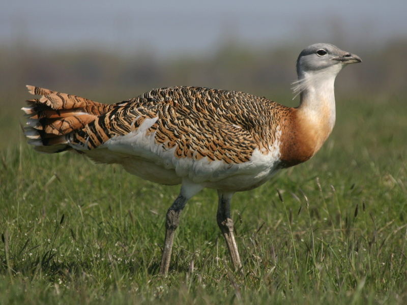 brown bird with black white and brown feathers walking in a field