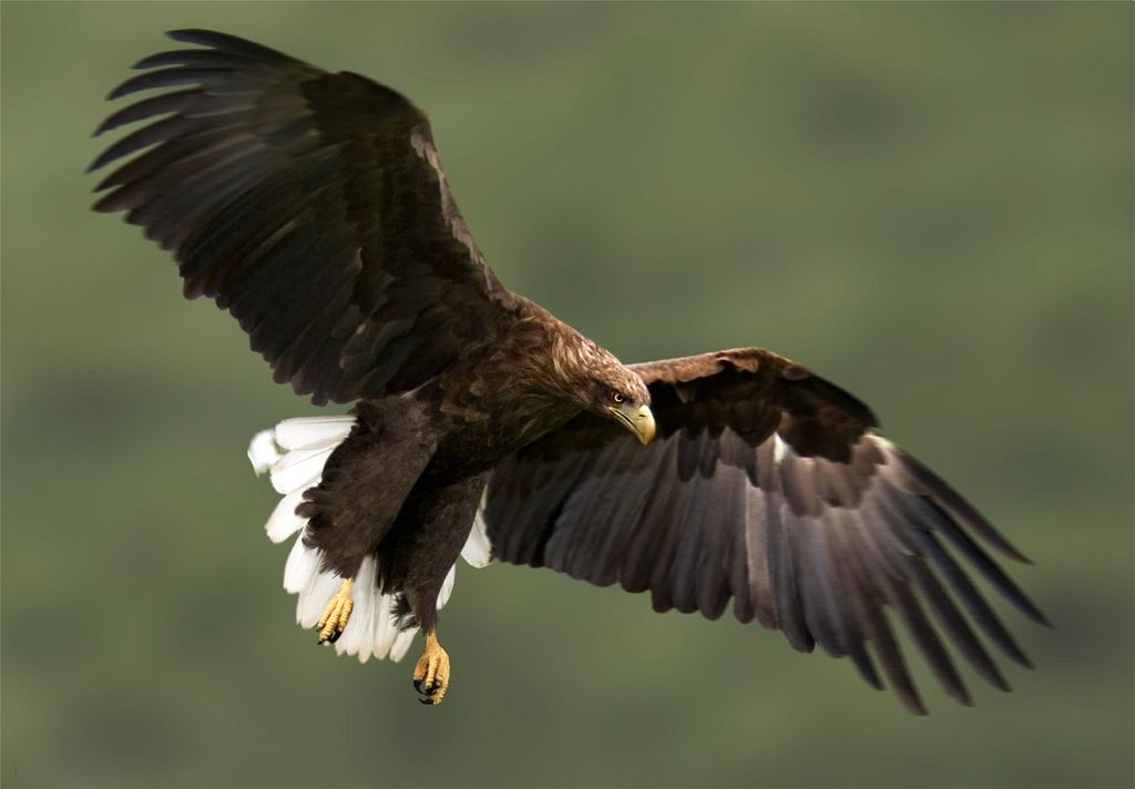 Eagle with its wings spread, flying in the air