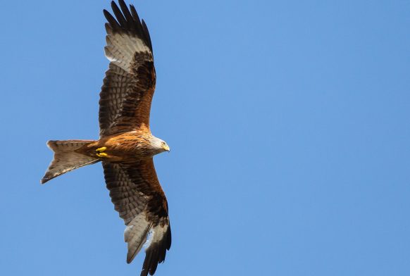 British Birds Back from the Brink