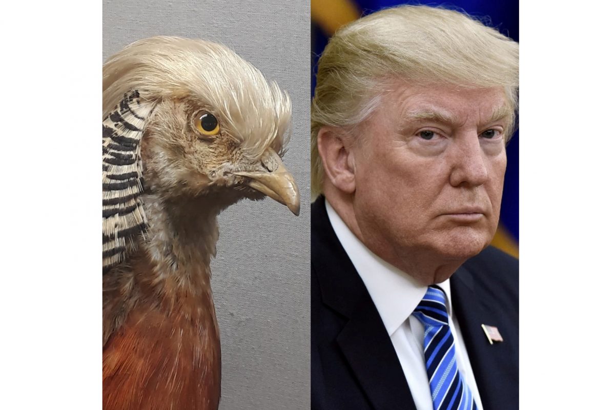 Taxidermy golden pheasant and man with blond hair, Trump