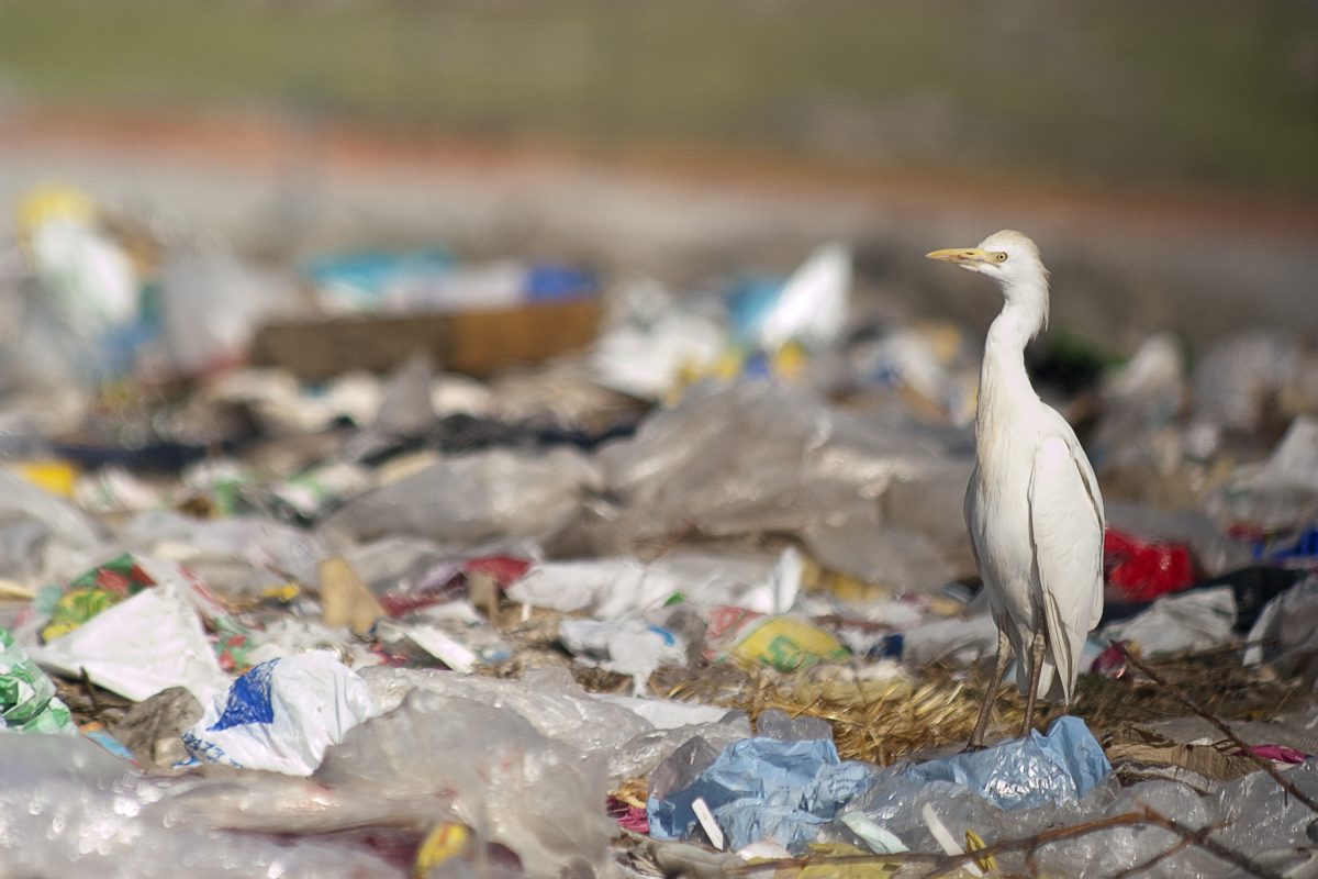 A pile of rubbish with a bird stood on it