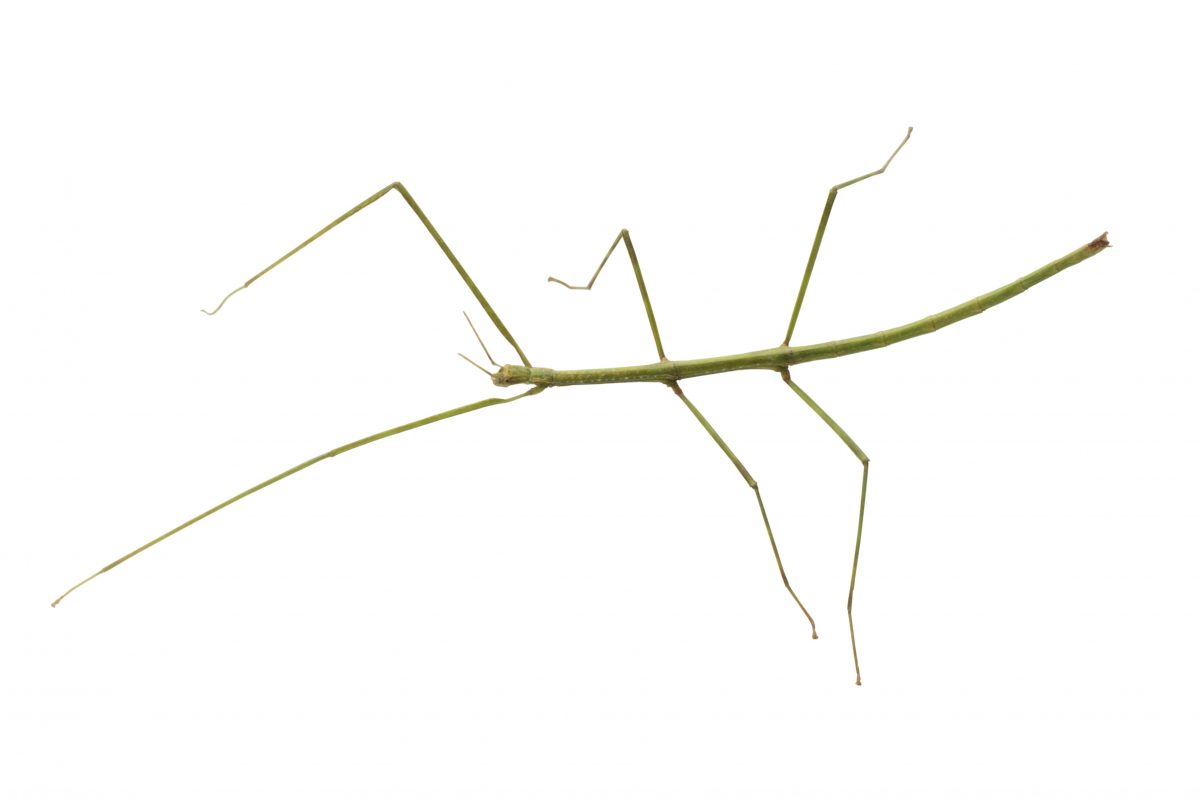 Long thin insect with six long legs on a white background.