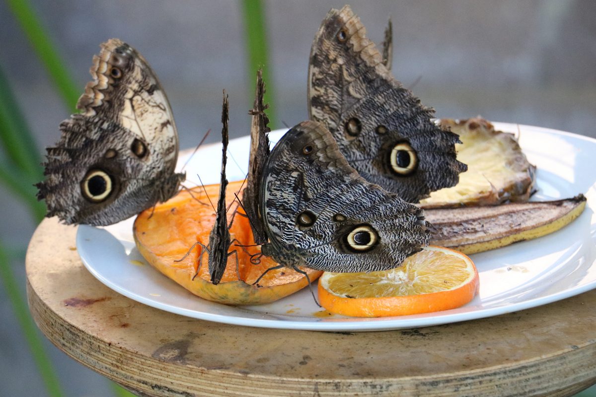 Five butterflies drinking from slices of fruit on a white plate.