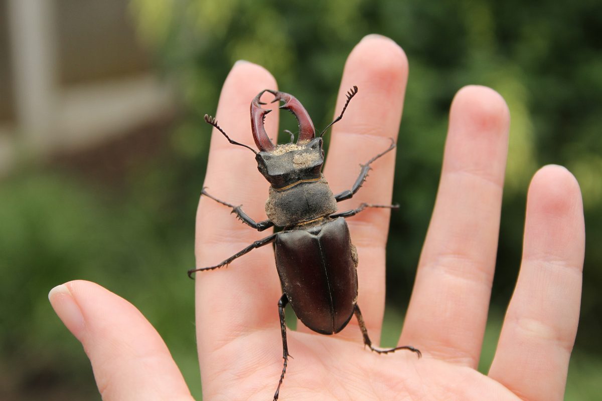 large insect with 8 legs and two pincers on tips of a persons fingers.