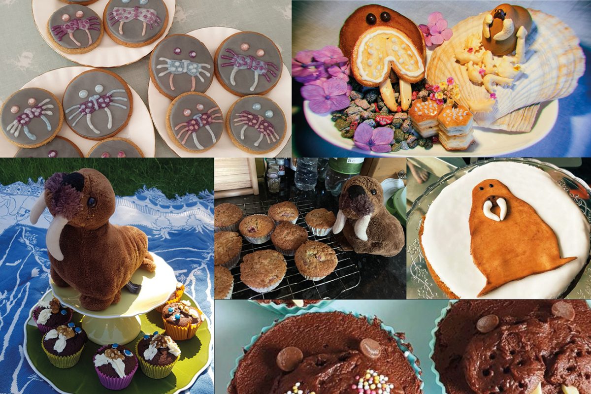 A collage of cakes with walrus designs - animal with tusks.