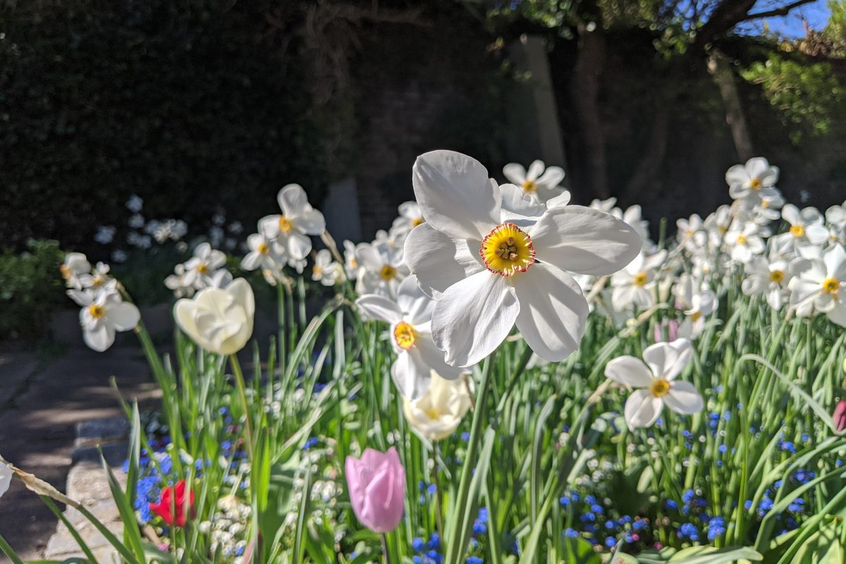 Clusters of flowers in a green area.