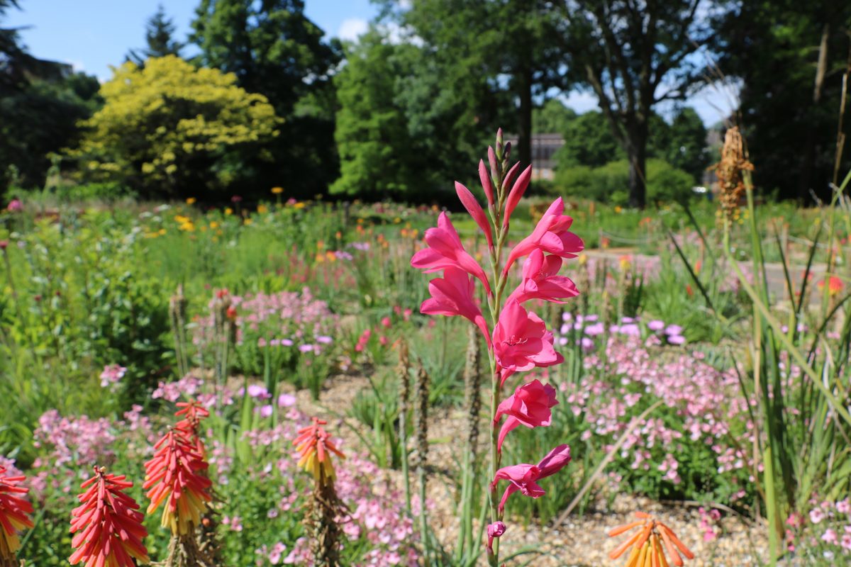 Field of flowers, pink flower in the foreground