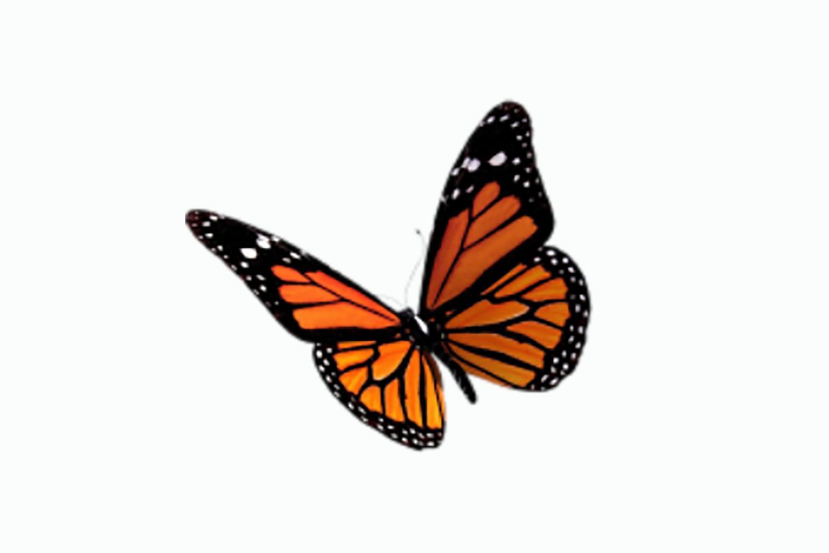 Illustration of orange monarch butterfly