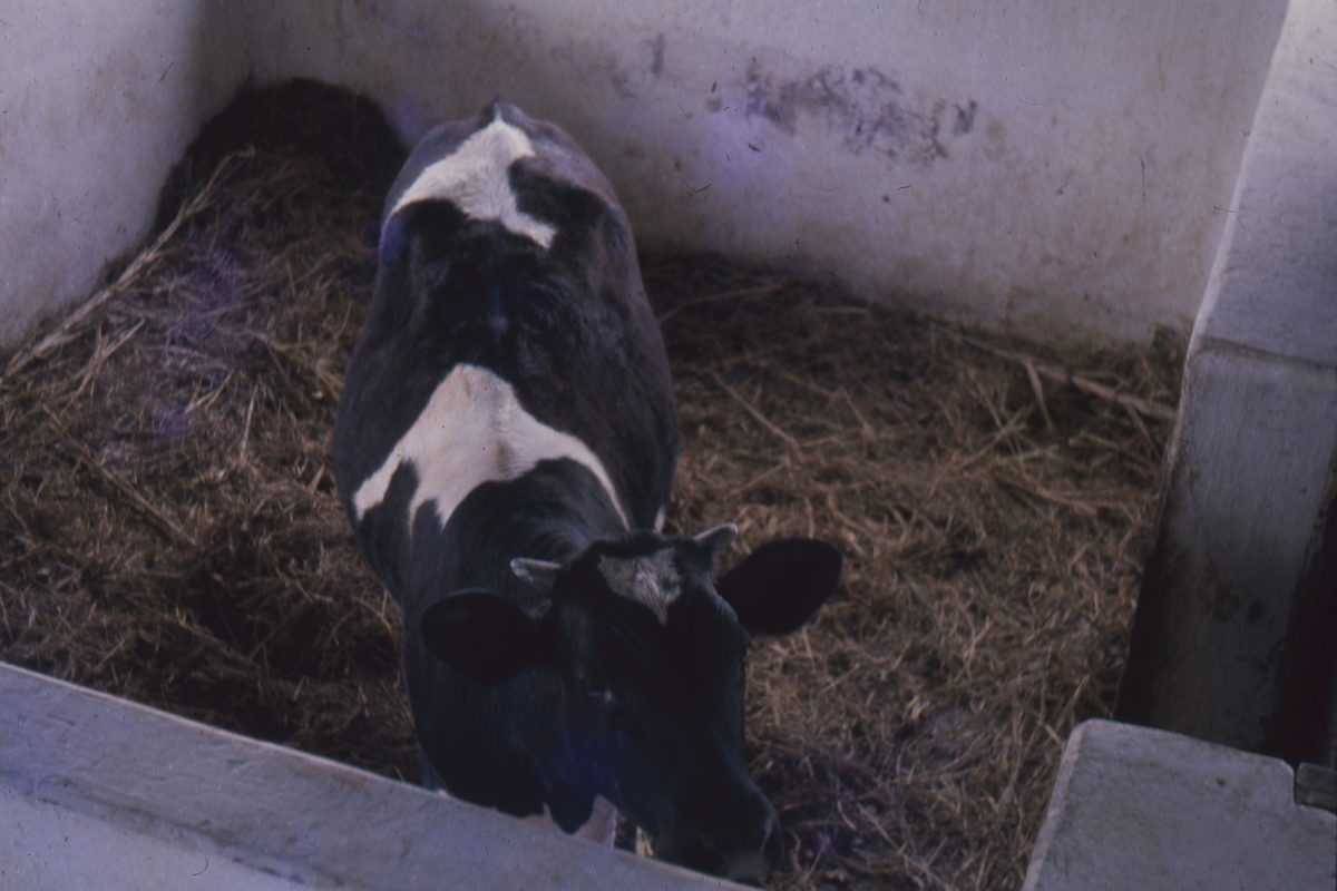 Dairy Cow in stable