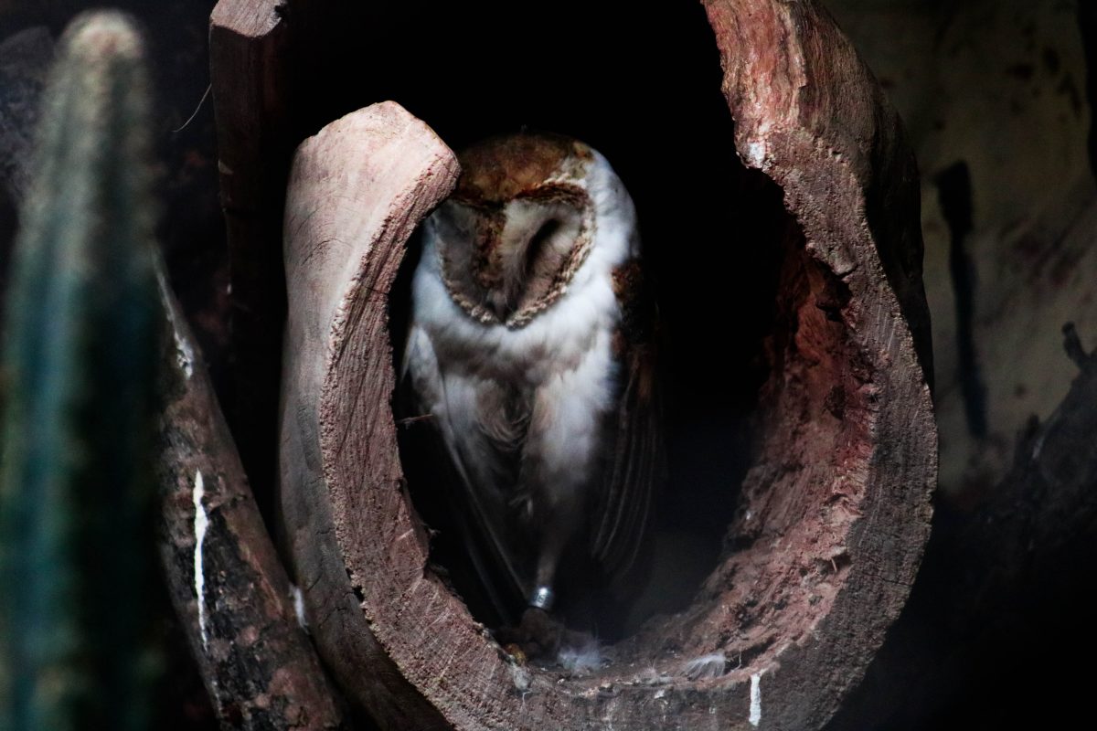 Owl hiding in curved hole in dark lighting