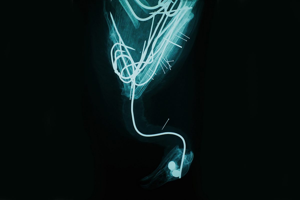 Black and blue hued xray image of bird skeleton.