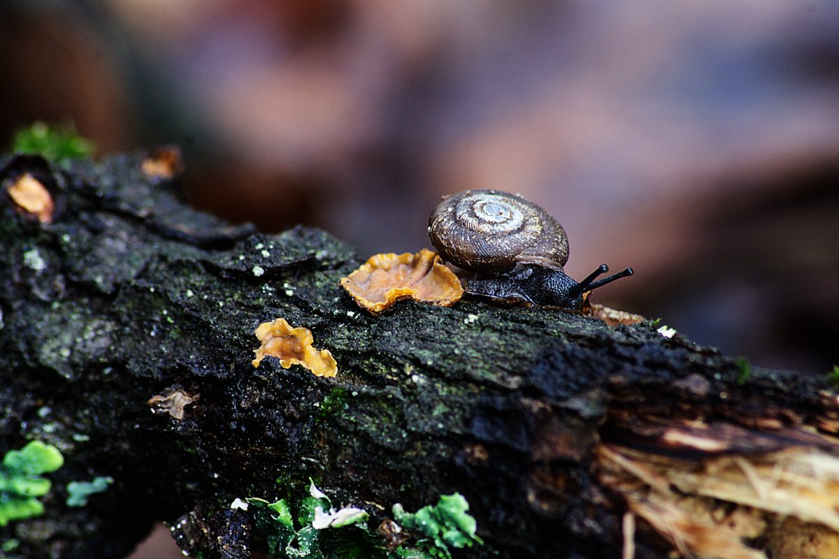 Snail on dead log, background is out pf focus