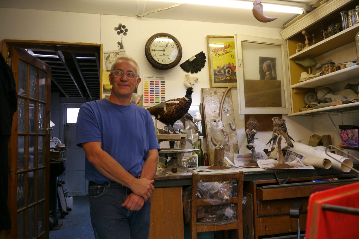 staff member in room full of taxidermy