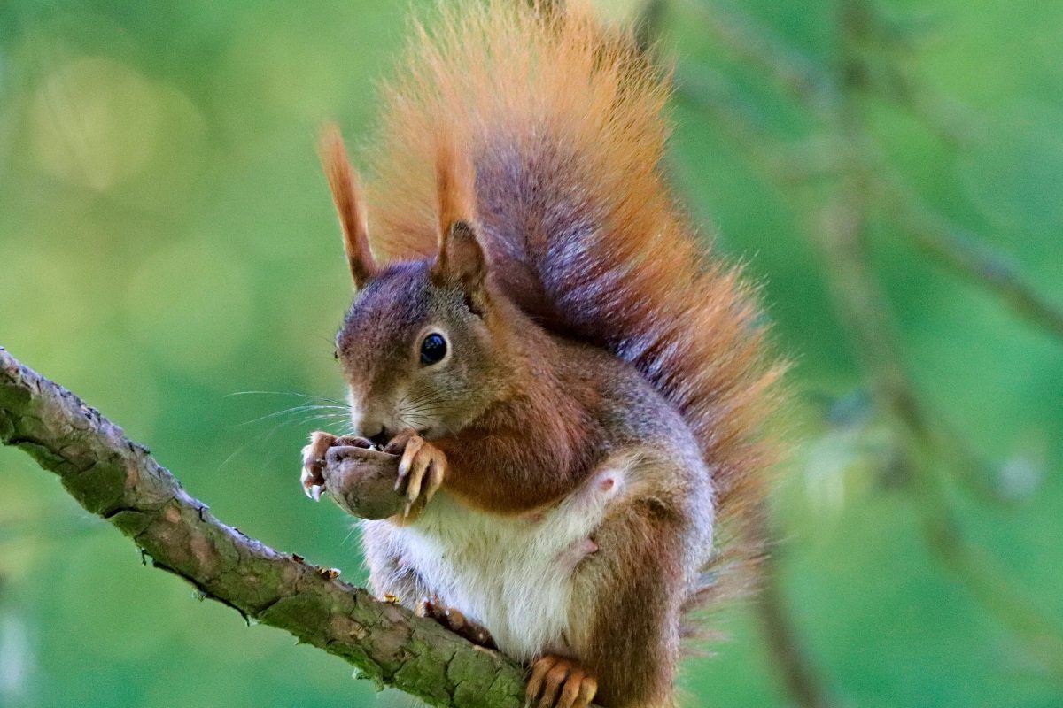 A red squirrel