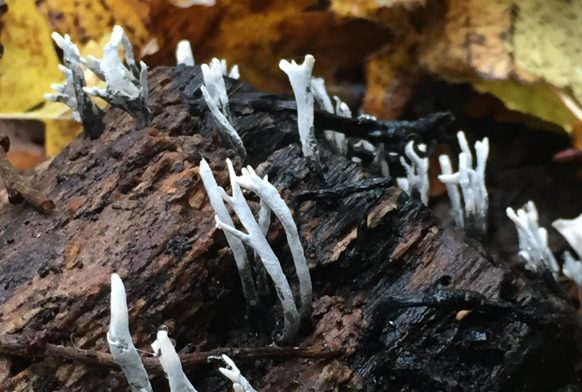 Candlesnuffs, Earthstars and Corals