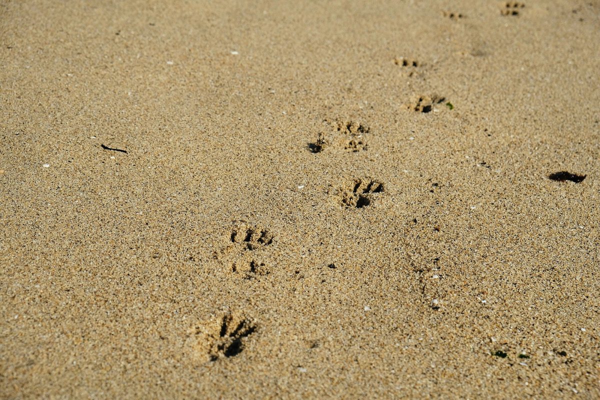 footprints in the sand