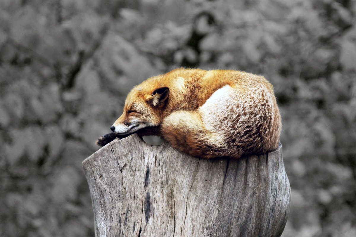 Sleeping fox curled up on tree in grey area.