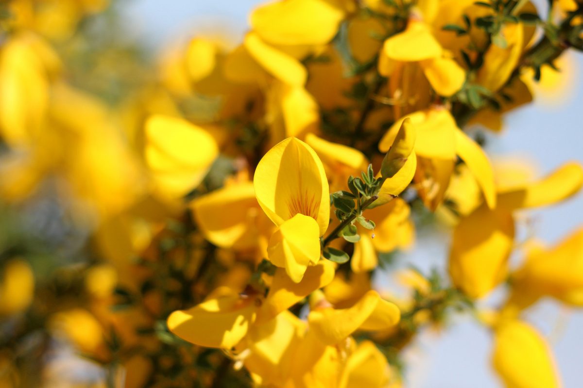 Open yellow flower seeds on branch