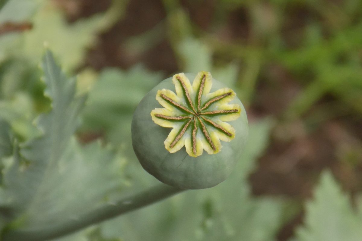 Head of flower in green area