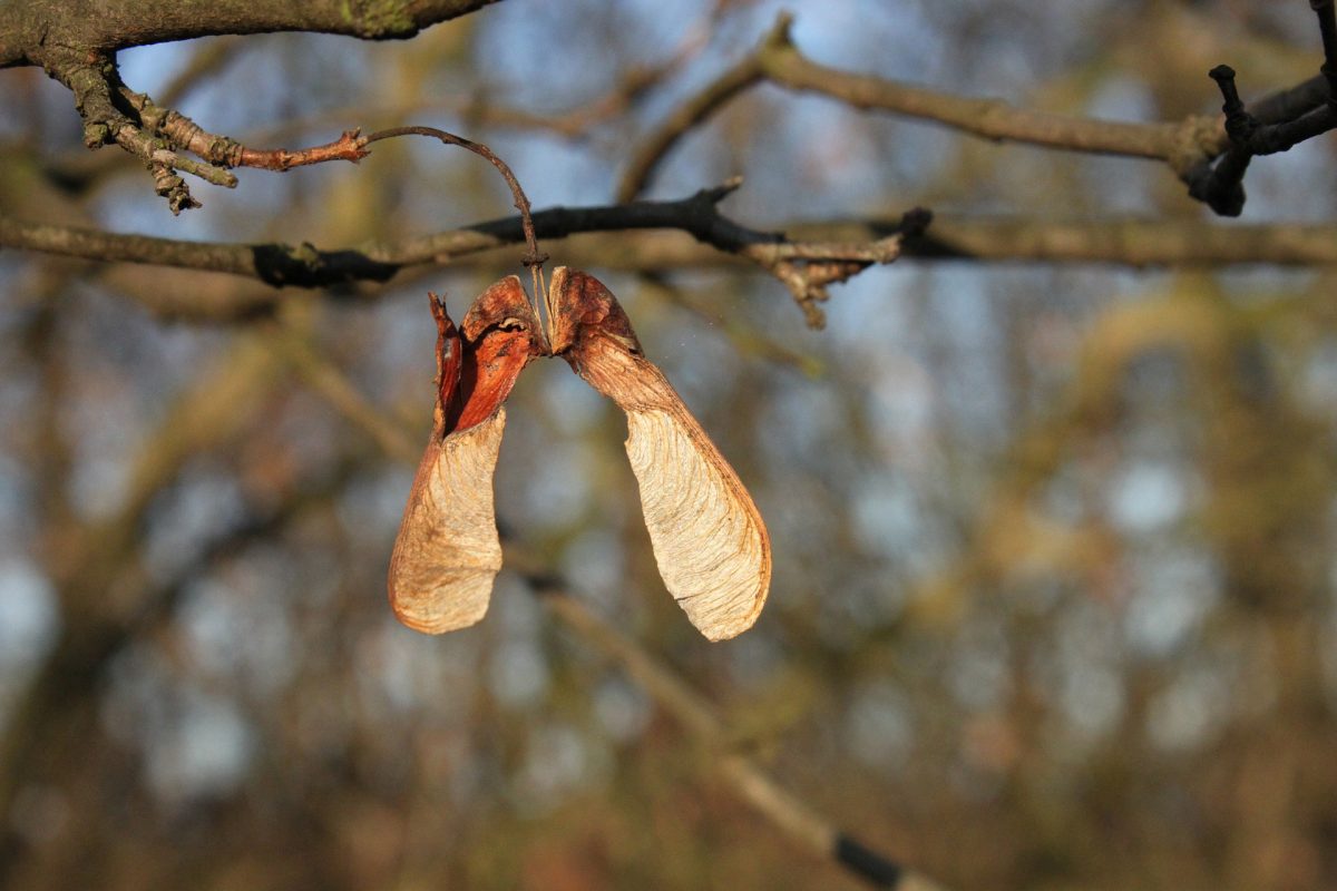 Two brown seeds shaped like wings.