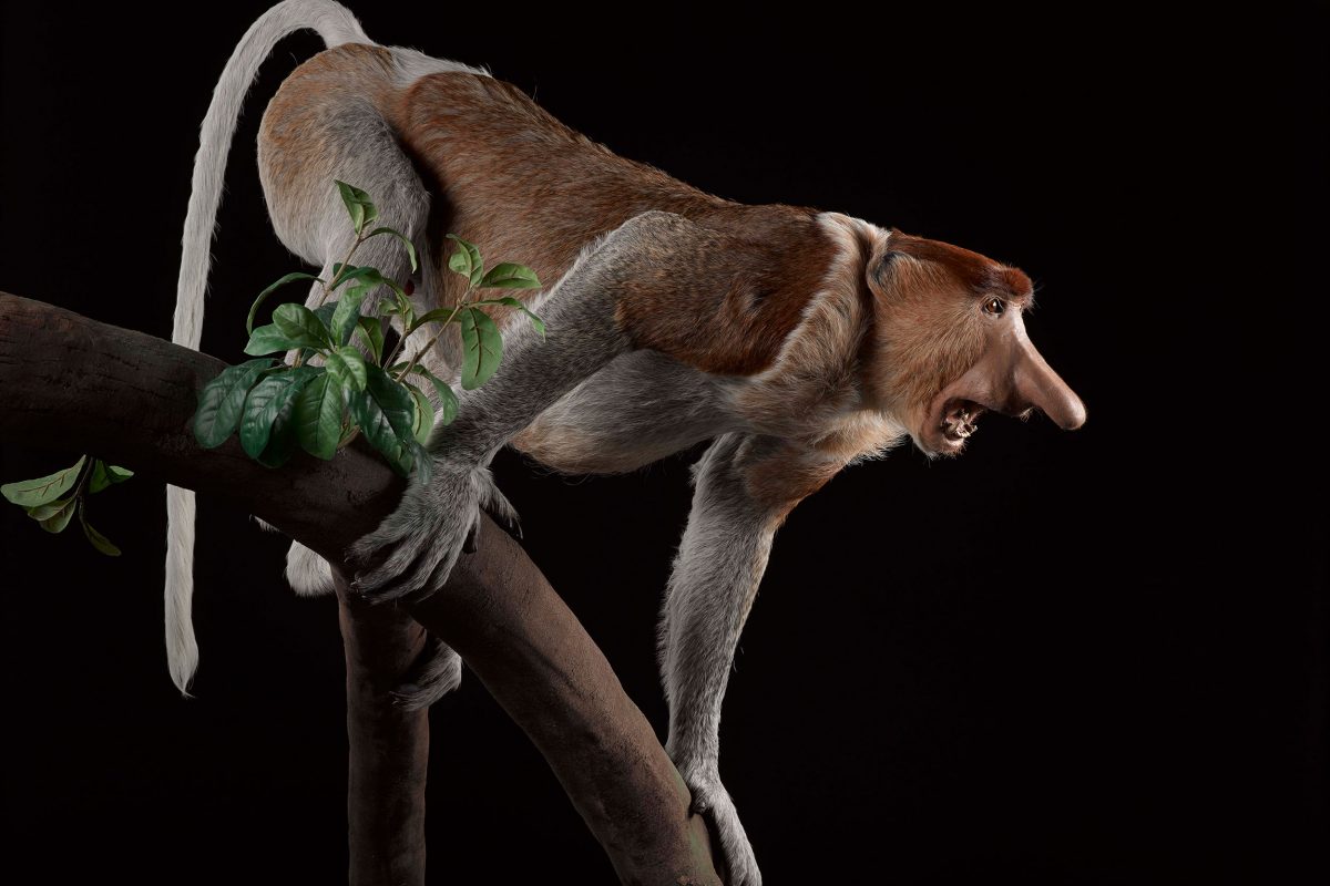 A taxidermy monkey on a branch