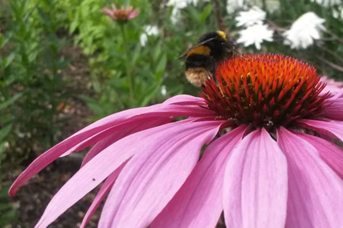 Bee on a pink flower