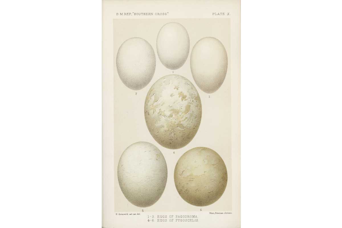 Image shows an illustration of six eggs