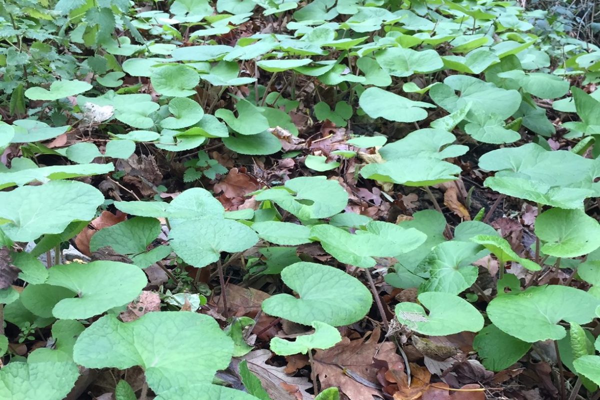 Wide green leaves on the ground