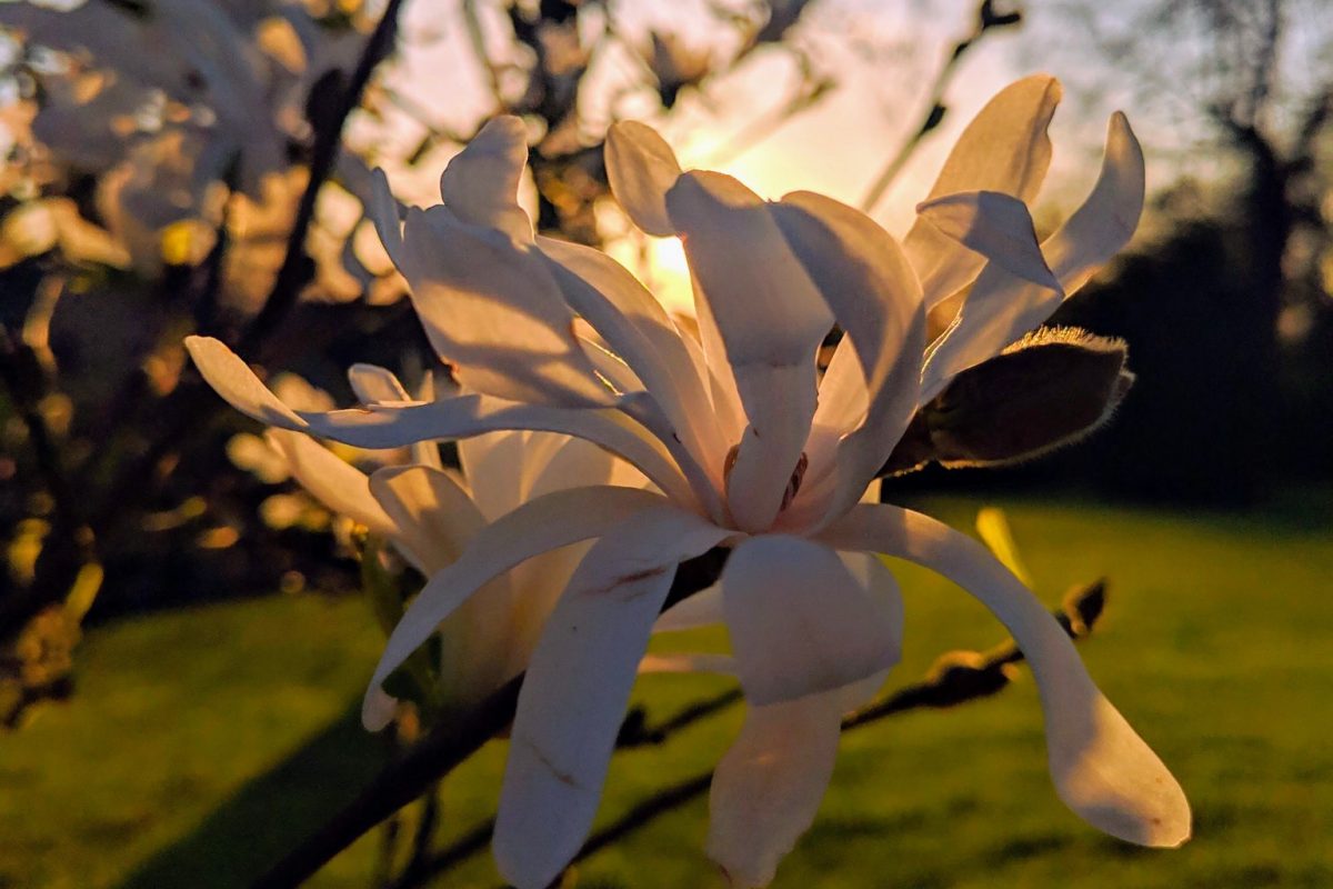 White clusters of flowers with sunset in background