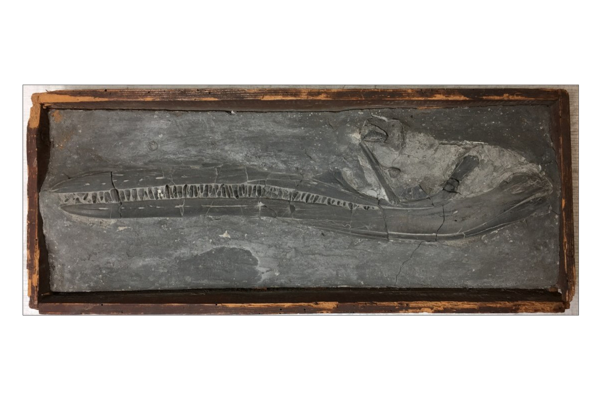 A fossil of an Ichthyosaur skull