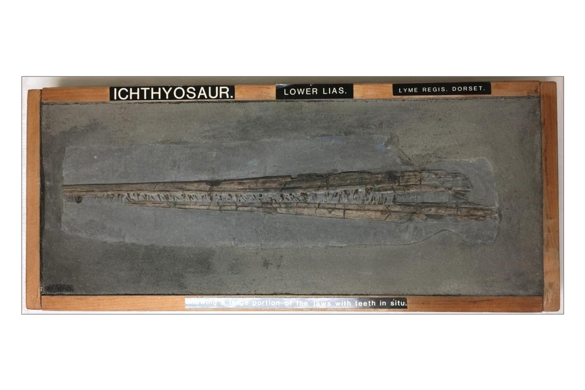 Fossil of an ichthyosaur