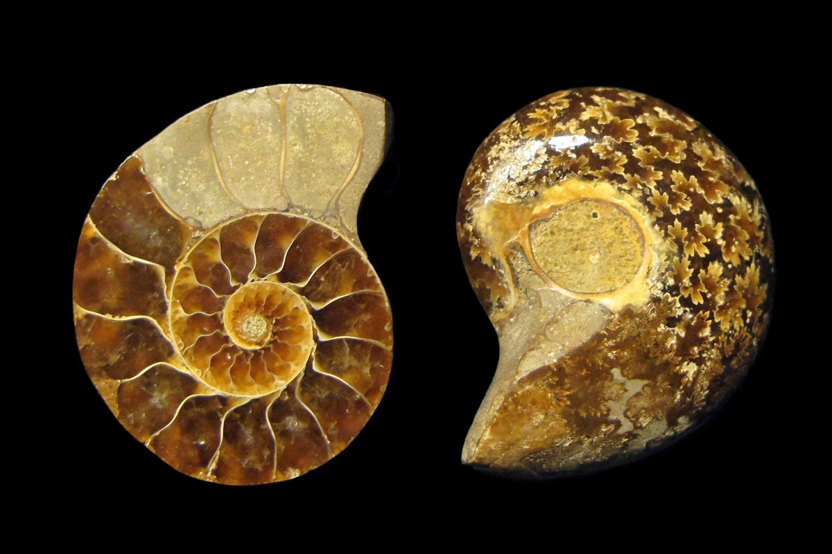 An ammonite seen inside and out