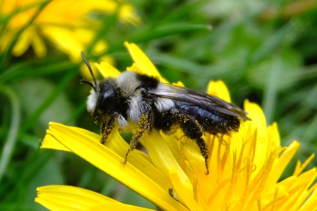 A bee on a yellow flower