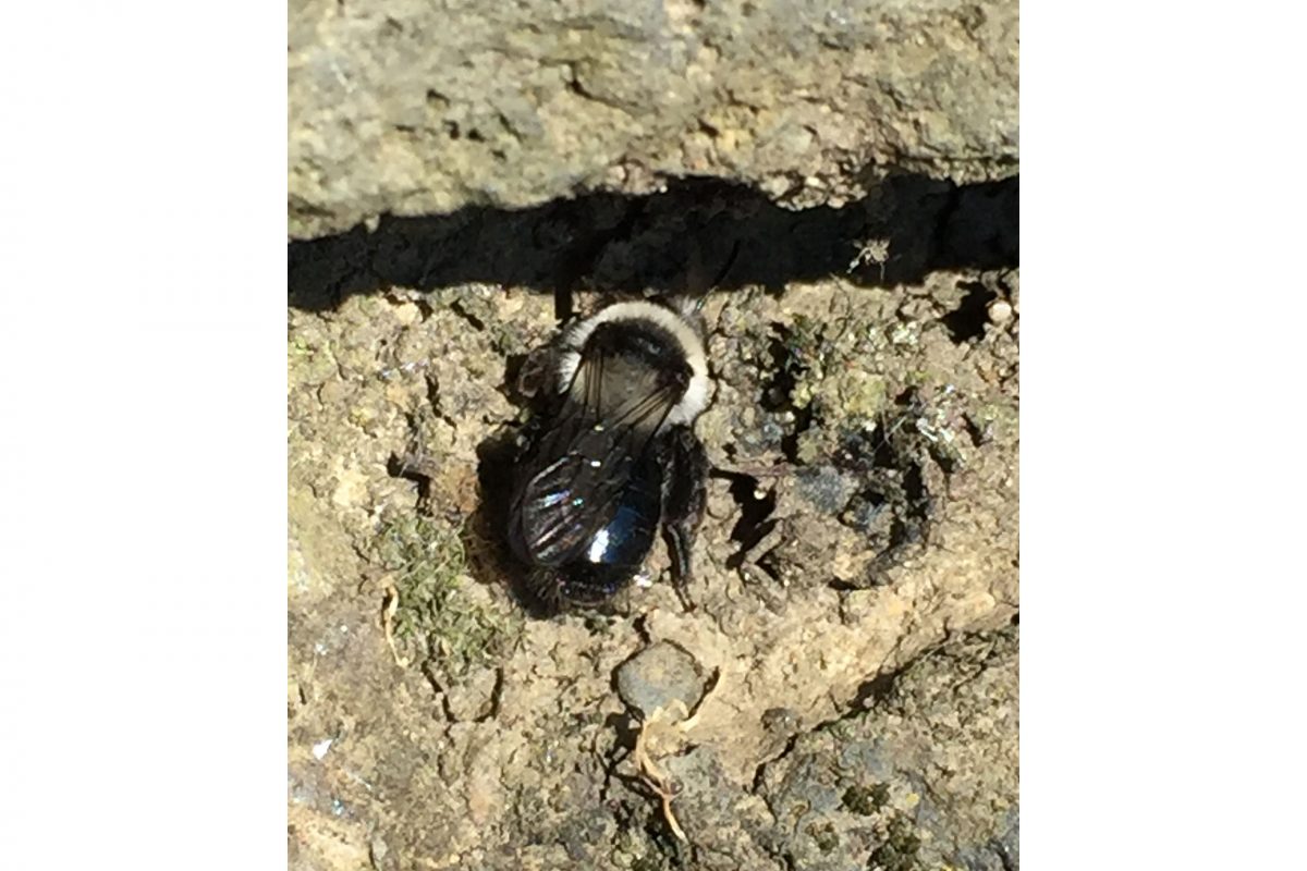 A mining bee on a wall