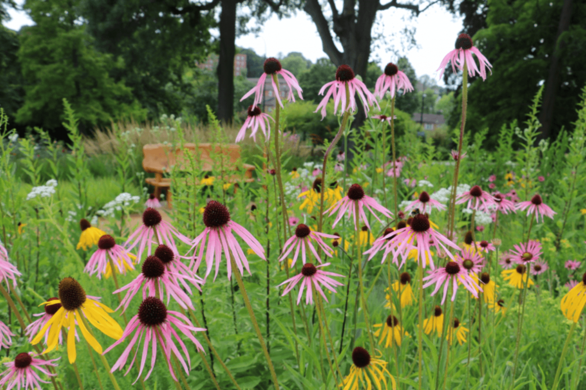 A bed of pink flowers with a dark centre