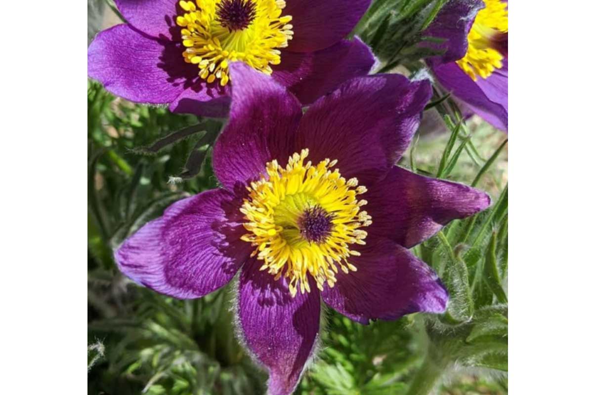 Deep purple flowers with a yellow centre