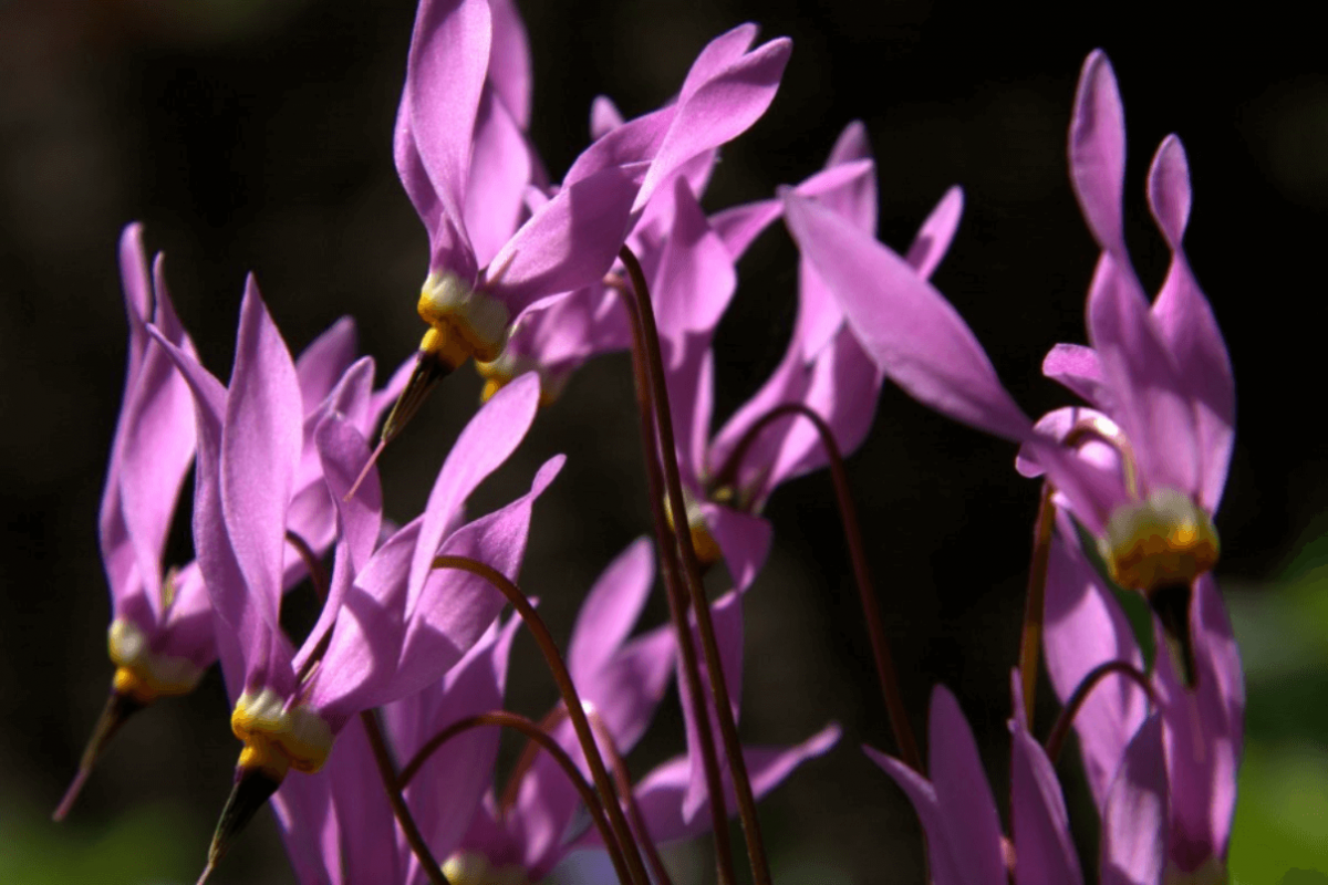 Pink flowers with long thin petals