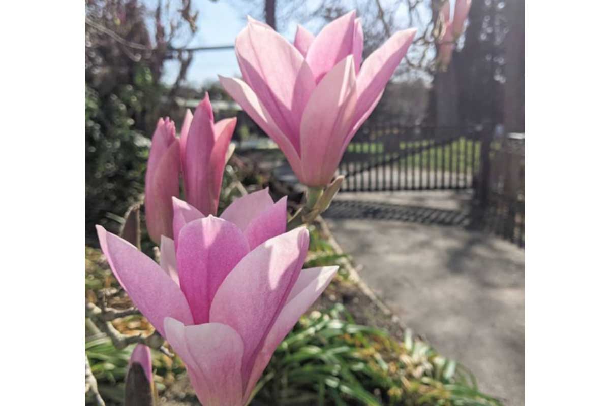 Three bright pink magnolias