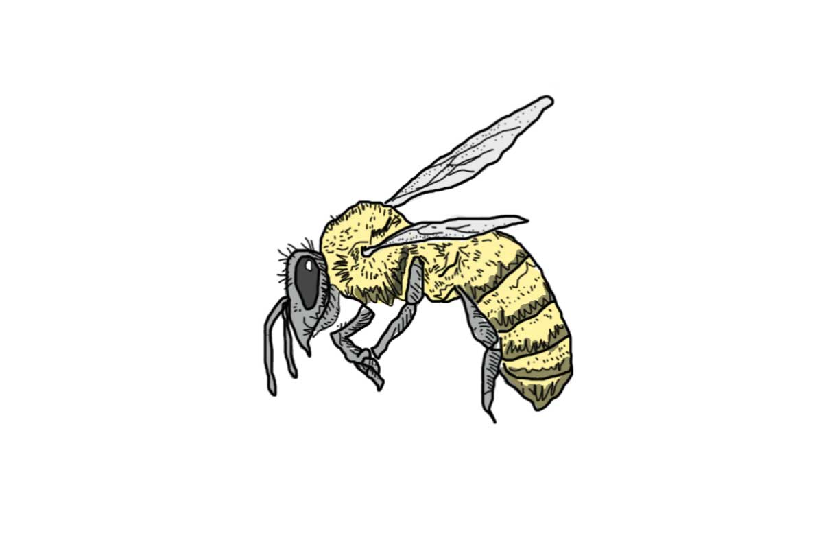 Hand drawn illustration of a bee