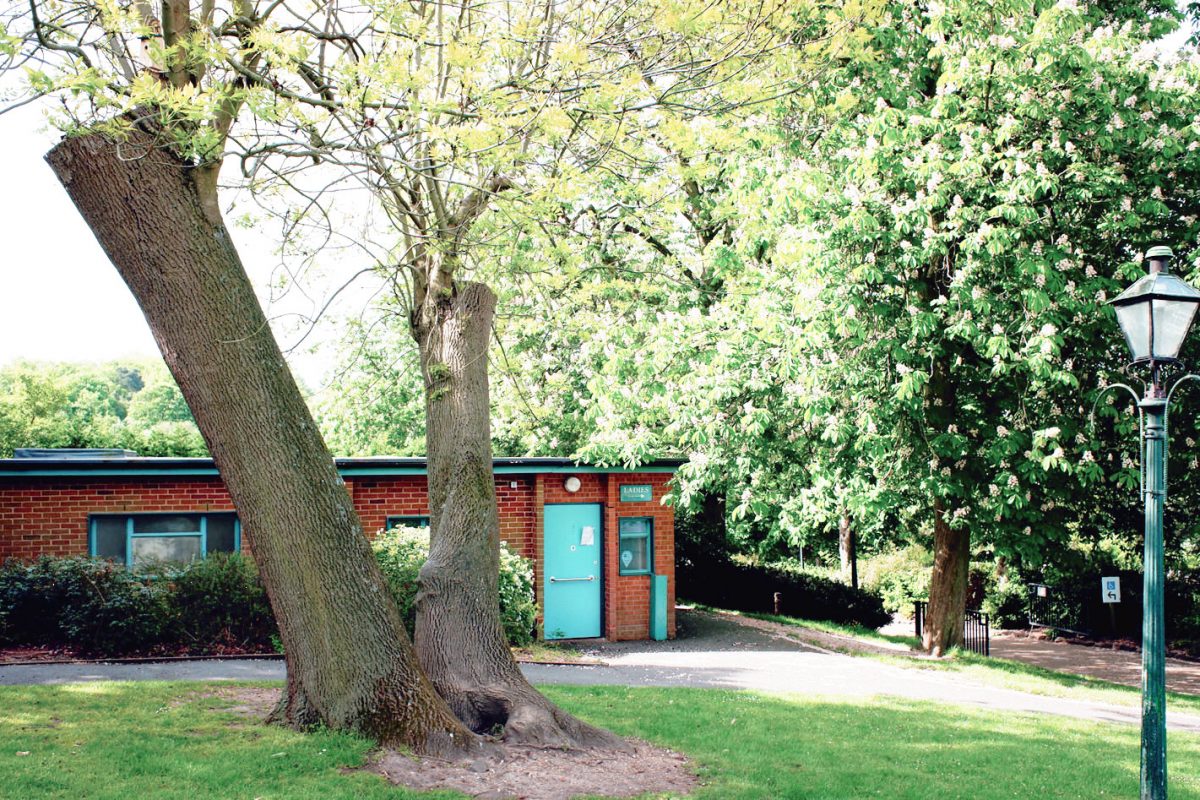 Two large trunks of an ash tree in the Horniman Gardens