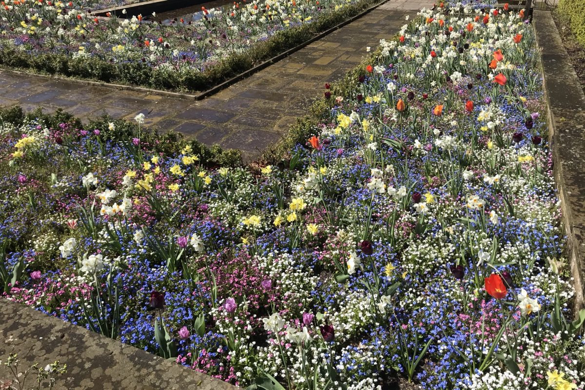 A flower bed filled with colourful flowers including tulips