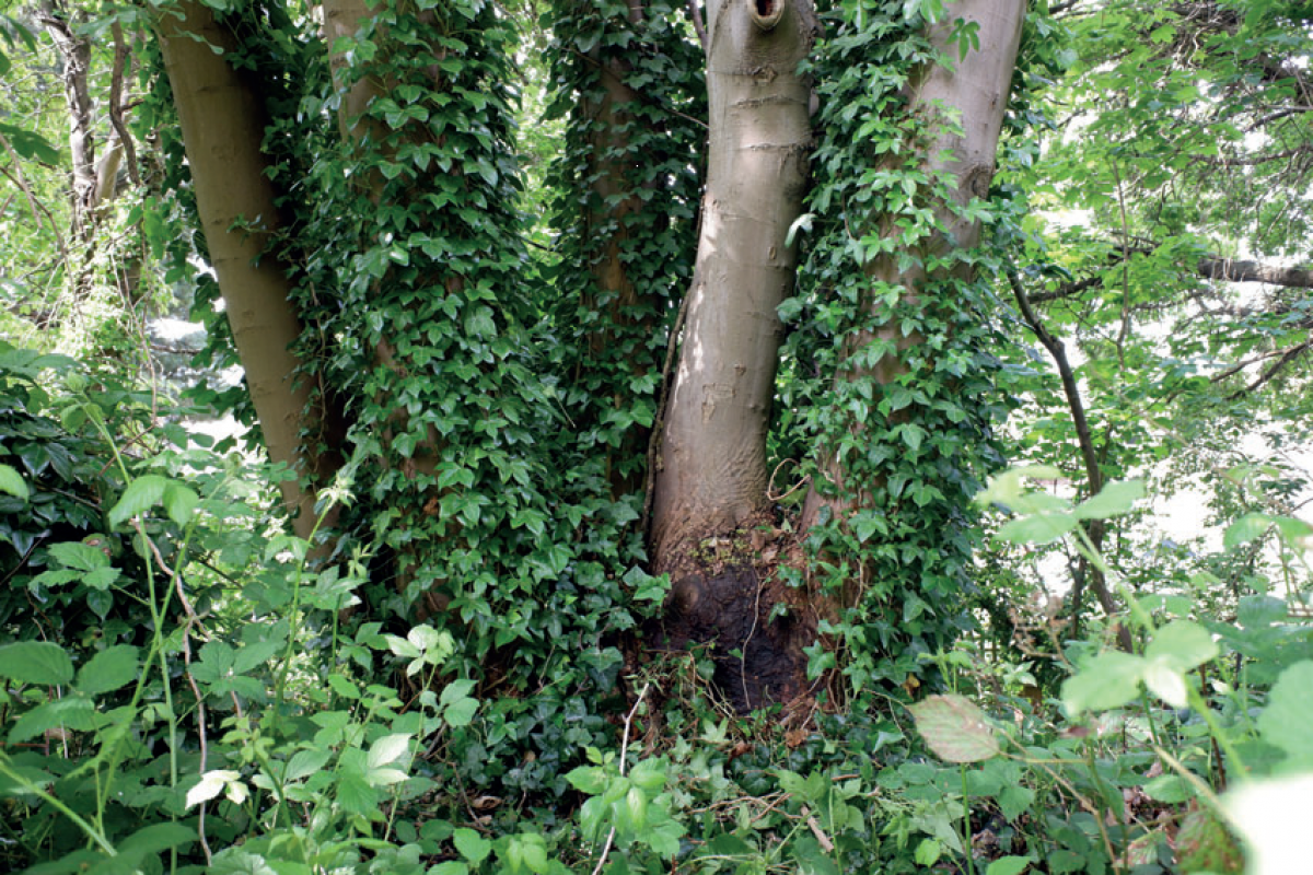 Base of an overgrown sycamore tree at the Horniman