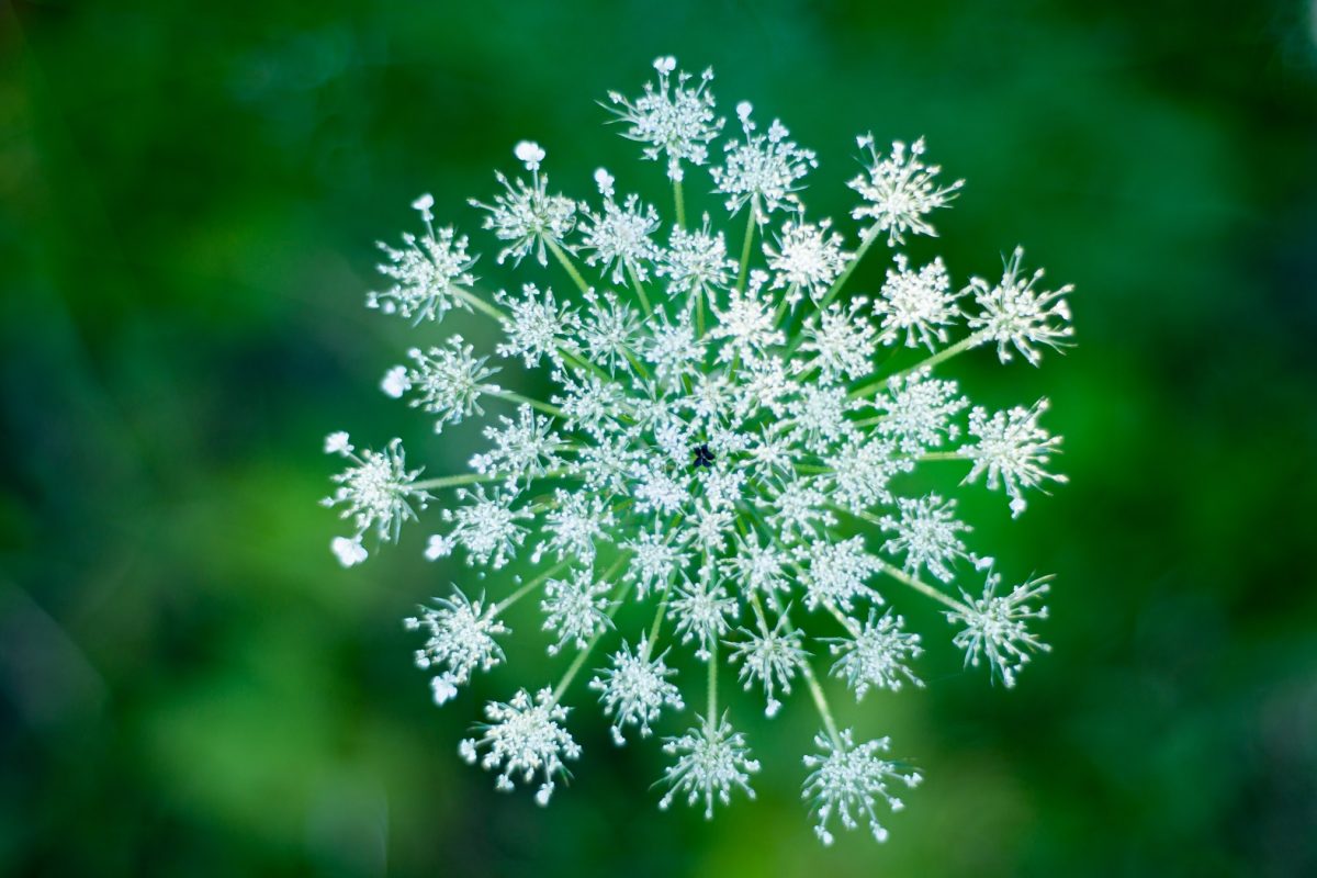 Wild carrot