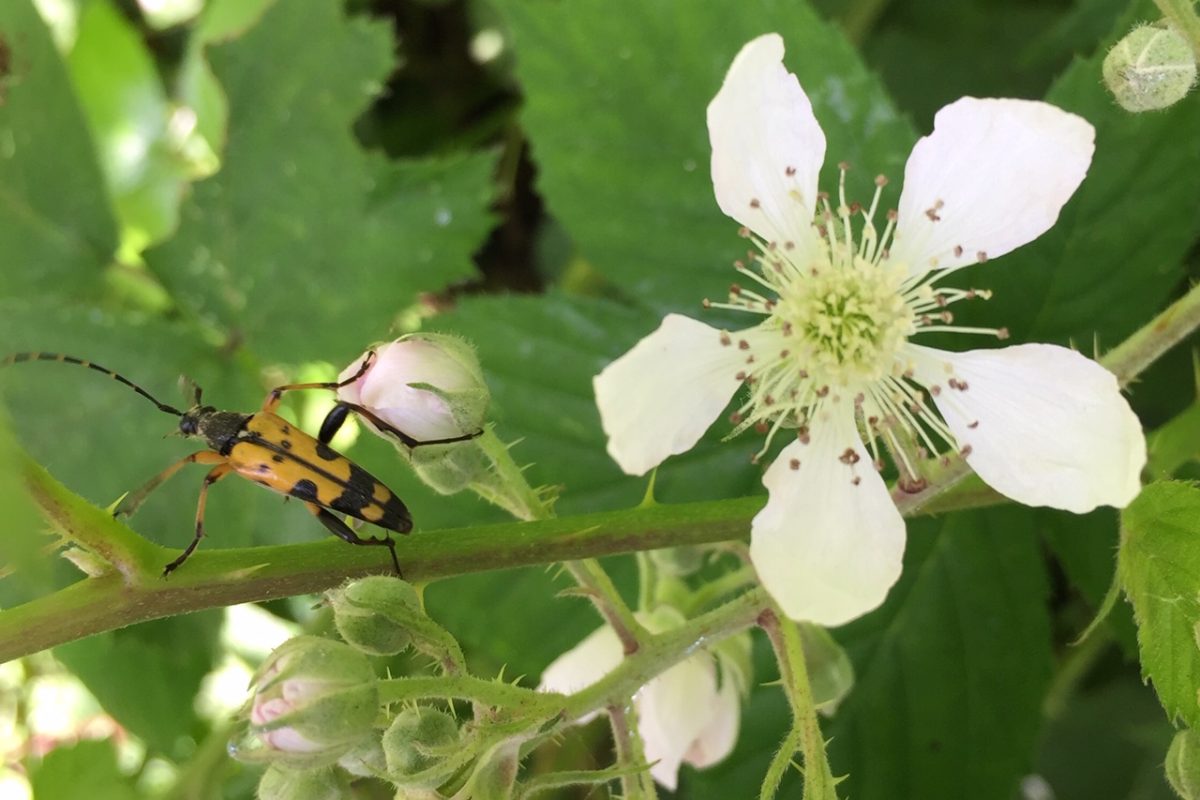 A black and yellow beetle on a plant