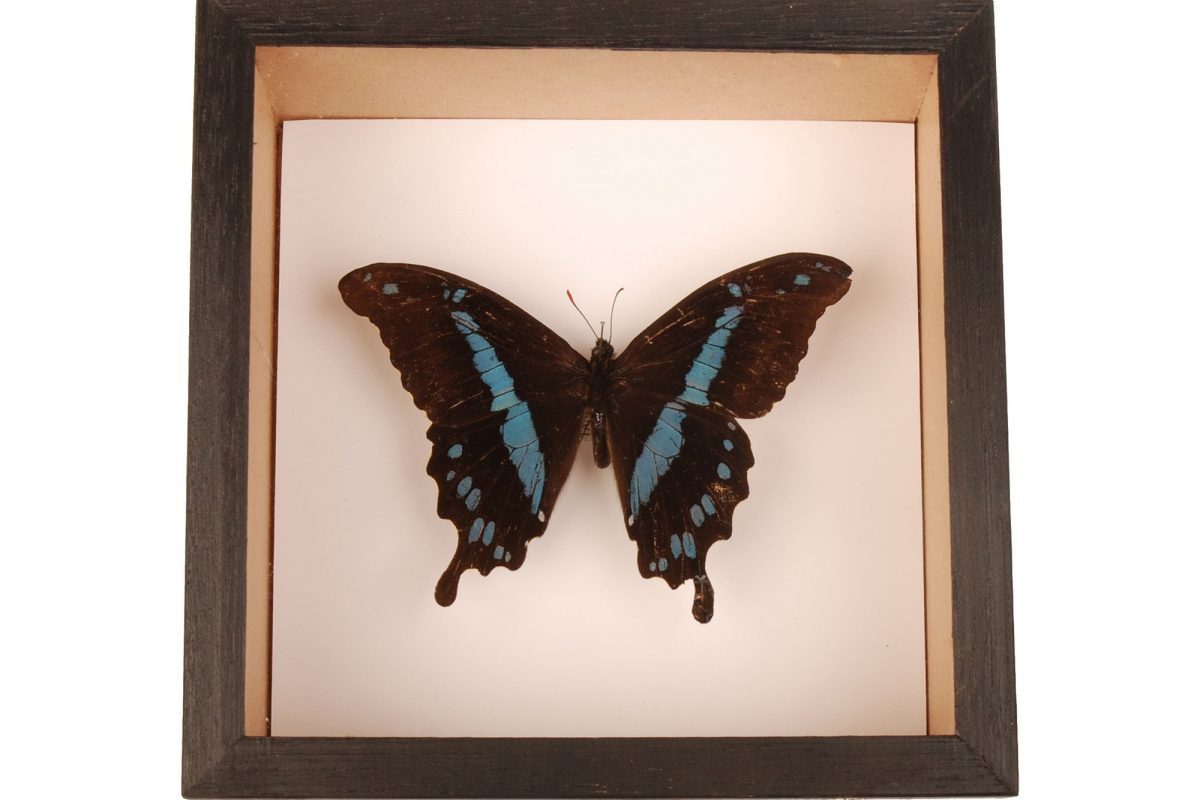 A blue and black butterfly in a frame