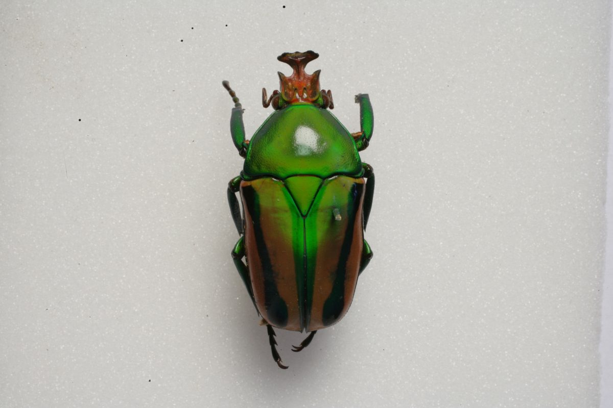 A green beetle