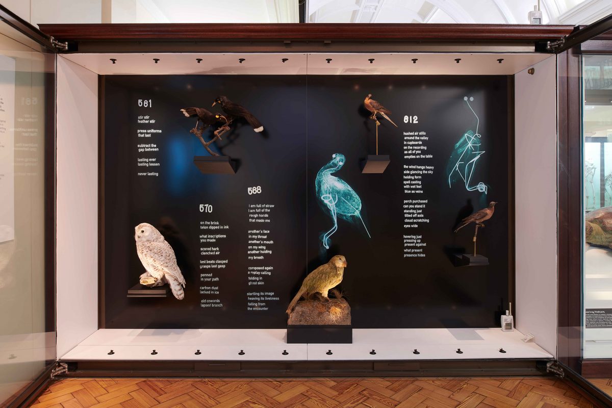 Display of birds and x-rays of birds in Natural History Gallery.