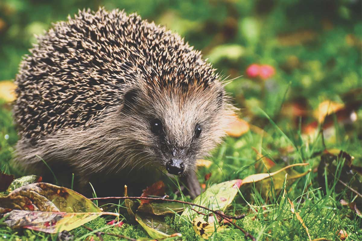 A hedgehog